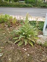 Molene Bouillon-Blanc (Verbascum thapsus) (Lyon Vaise, 2020-06) (4)